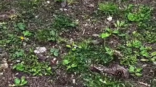 Naked walk in woods for almost an hour got me horny, huge cumshot near end